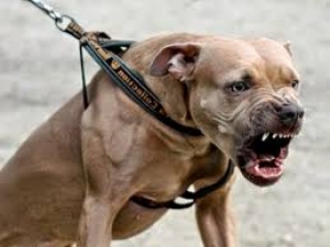 Χαλκιδα-σκύλος προκάλεσε σωματικές βλάβες σε ηλικιωμένη