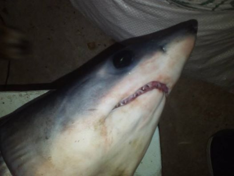 Nεοτερες εξελιξεις με το καρχαριακι στην Αμαρυνθο