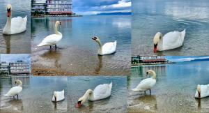 Κύκνοι έκαναν βουτιές και βόλτες στην παραλία του Λευκαντί
