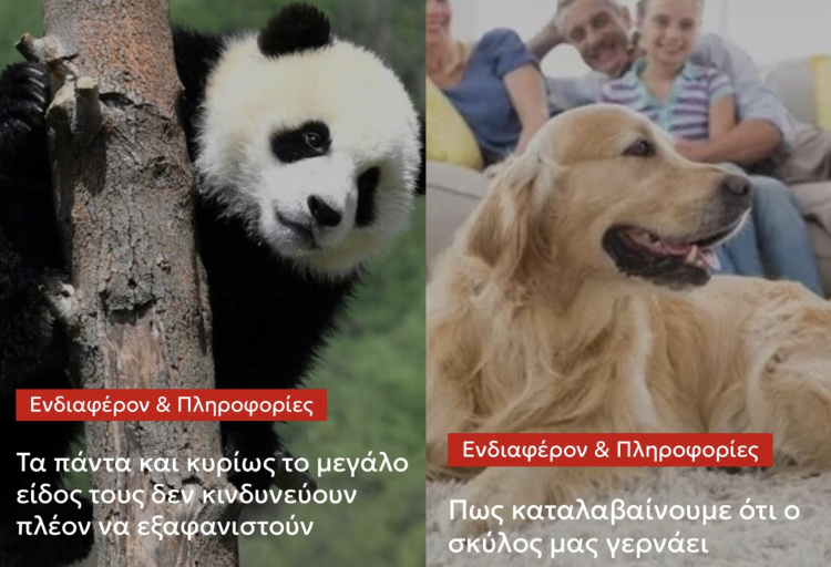 Τα πάντα κυρίως τα μεγάλο είδος τους δεν κινδυνεύουν πλέον να εξαφανιστούν – Πως καταλαβαίνουμε ότι ο σκύλος μας γερνάει