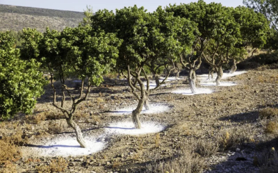 &Eta; &mu;&alpha;&sigma;&tau;ί&chi;&alpha; &tau;&eta;&sigmaf; &Chi;ί&omicron;&upsilon; &chi;&alpha;&rho;&alpha;&kappa;&tau;&eta;&rho;ί&zeta;&epsilon;&tau;&alpha;&iota; &omega;&sigmaf; &delta;&iota;&alpha;&mu;ά&nu;&tau;&iota; &pi;&omicron;&upsilon; ί&sigma;&omega;&sigmaf; &delta;&epsilon;&nu; &gamma;&nu;&omega;&rho;ί&zeta;&alpha;&mu;&epsilon;