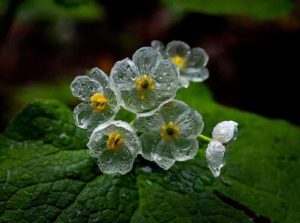 Diphylleia grayi: Τα σπάνια διάφανα λουλούδια