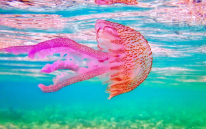 Με μέδουσες γέμισε γνωστή παραλία της Εύβοιας