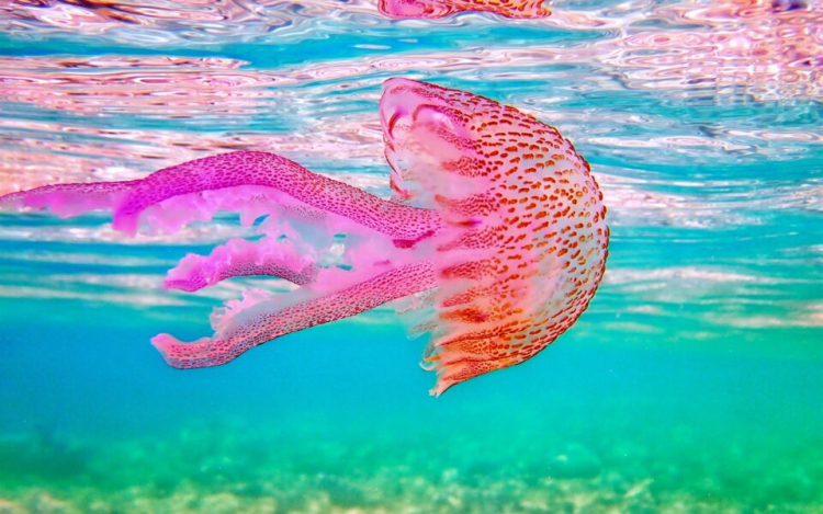 Με μέδουσες γέμισε γνωστή παραλία της Εύβοιας