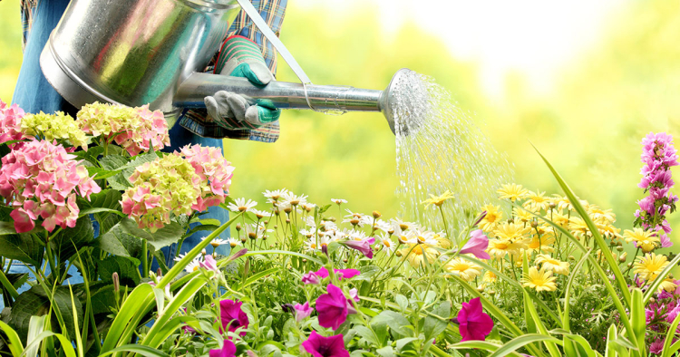 Ποια είναι η κατάλληλη ώρα της ημέρας για να ποτίσεις τα φυτά σου